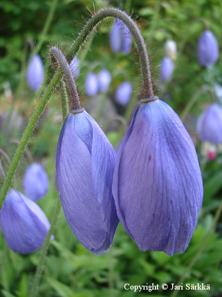 Meconopsis quintuplinervia, kaihovaleunikko